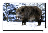 Bild "wildschwein.jpg"